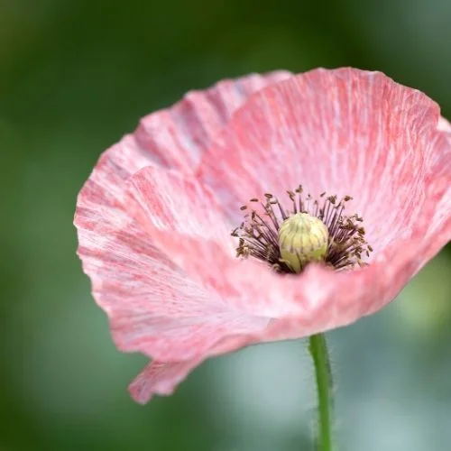 inspiration coquelicot rose collection poppelicot