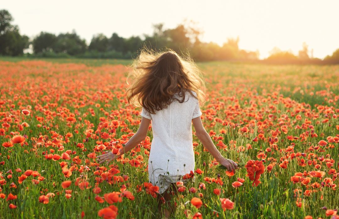 champ de coquelicots