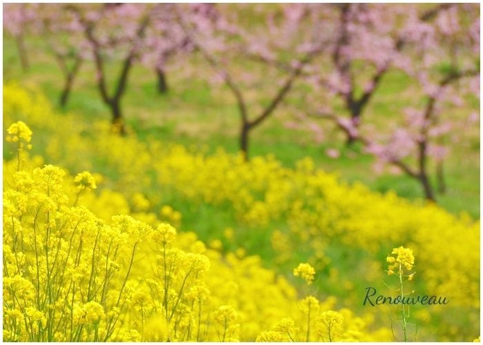 Printemps et renouveau la nature au printemps - symbole de renouveau