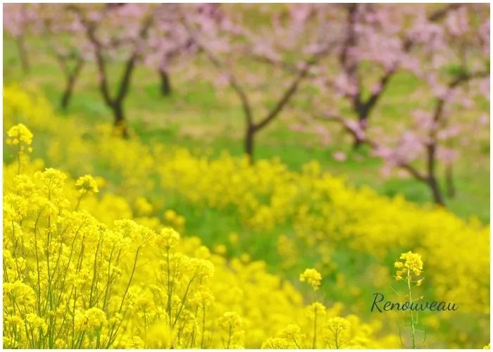 la nature au printemps - symbole de renouveau